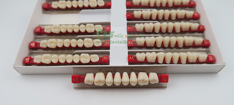 SA22 Posteriors (Upper/Lower)